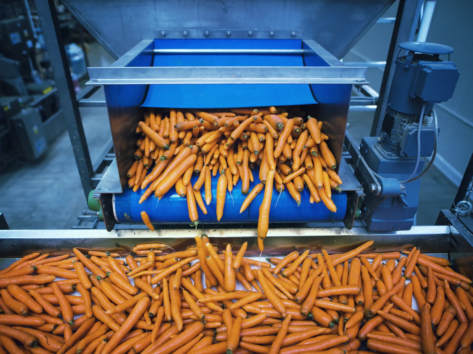Carottes sur un tapis de tri dans une usine de légumes